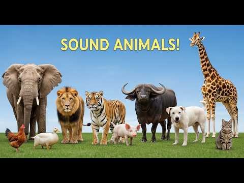 Ocean Animal Sounds | Explore the Sea