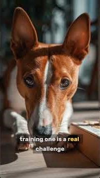 This Dog Doesn’t Bark?! 7 Mind-Blowing Basenji Facts 🐕😲