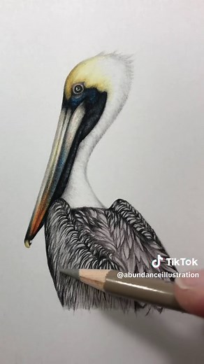 Pelican Drawing Tutorial: Art with Colored Pencils