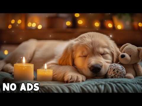 12 Hours of Healing Music for Dogs 💖 Separation Anxiety Relief Music 🐾 Dog Sleep Music