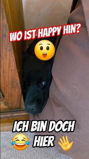 😱😲 Wo ist Happy hin? 🤩 Welpe Happy hat es sich gemütlich gemacht #hundewelpen #labradorwelpen #puppy