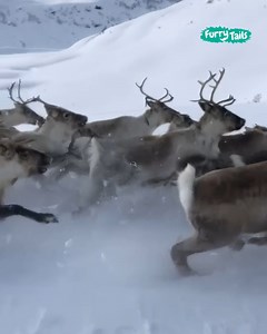 95K views · 781 reactions | Skiier has a magical experience racing reindeer 歷⛷ | Furry Tails | Facebook