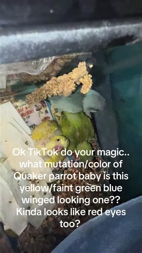 Mutations in Baby Quaker Parrots: Yellow & Blue Wings