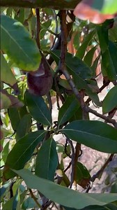 Avocado (Mexicola) Grown in California