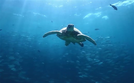 【英文科普】Sea Turtles | 国家地理 | 中英字幕 | 英语字幕｜无字幕