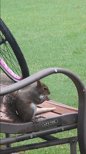 Adorable Close-up of a Squirrel Eating a Nut | #squirrel #wildlife #cute #cuteanimals