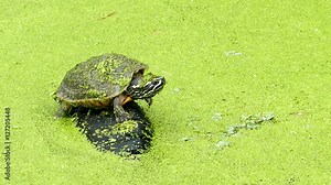 Western painted turtle (chrysemys picta) on rock in bog filled with green plants. Stock Video