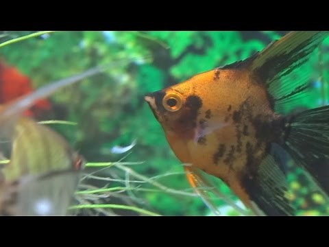 How to feed your fish mysis shrimp. For beginners