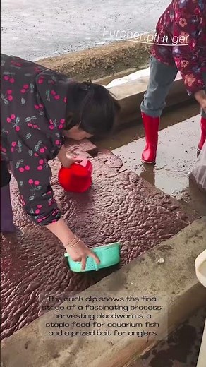 The Secret Life of Fish Food: Harvesting Bloodworms