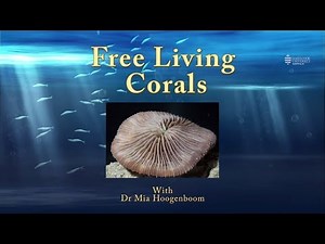 An introduction to free living corals - JCU Classroom on the Reef
