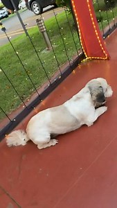 Información tomada de las redes, avisan que este perrito estaba en la zona del shopping China y aparentemente le chocaron. 🥺 | Protección Animal Amambay