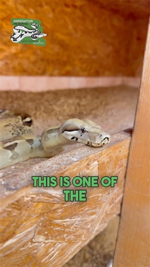 🐍 The Kind of Litter Every Boa Breeder Dreams About 🔥