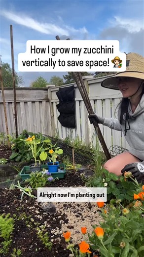The best small garden hack is growing zucchini vertically. Not only does it save space it also increases airflow which reduces powdery mildew which likes to find zucchini plants. Have you grown zucchini’s vertically before? Let me know if you’ll give it a go! — 👩🏻‍🌾 Hey, I’m Tash - I started gardening in pots 8 years ago and now have a small vege patch in my front yard. I’d love to help you get started with your vege patch. ✅ Hit FOLLOW and let’s grow your vege patch too & grab my free checkl