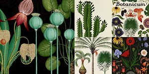 Botanicum. Viaje a través de la botánica con ilustraciones de Katie Scott - EL BLOG DE LA TABLA