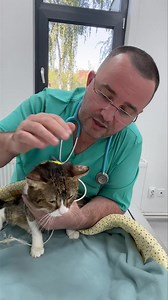 “ Meow Meow! Eu sunt Mishu si mami a mea estimeaza ca am in jur de 3-4 anisori. Povestea mea incepe acum 1 an si 3 luni, prin luna Iunie 2023 cand mamica mea actuala a inceput sa ma hraneasca pe afara. Dupa 2 luni in care am primit hrana am incercat in diverse moduri sa ajung in casa mamicii actuale care isi facea timp sa ma caute pe afara sa imi dea si mie o gurita de mancare. Astfel intr-o seara m-am decis sa devin cascador si sa escaladez casa de langa casa mamei mele sa incerc sa ajung la ea