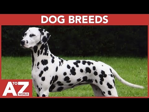 A to Z of Dog Breeds | ABC of Dog Breeds | Dog Breeds starting with...