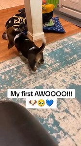 113K views · 4.2K reactions | The smallest howls #dog #bassethoundlife #bassethound #bassethoundlove #bassethoundmoments #virals #bassethoundpuppy #bassethoundsofinstagram #bassethoundsofinstagram | Basset Hound Lover | Facebook