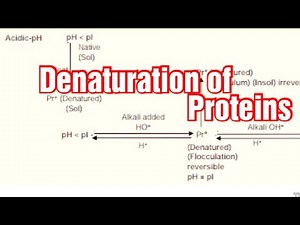 Denaturation of Proteins/ Biochemistry