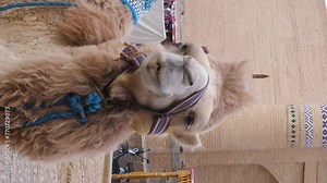 Vertical video footage of central Asian camel on the street of an ancient city. The animal is covered with a blanket with an oriental pattern. Uzbekistan