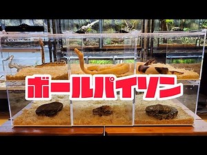 ボールパイソンの沼にハマりました···