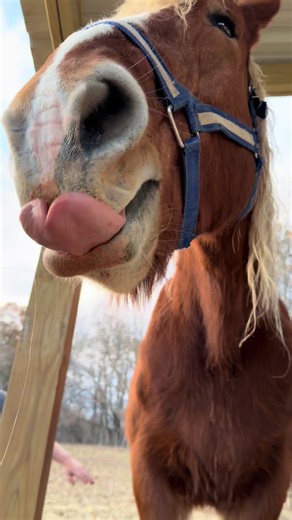 Experience Ranch Life through ASMR Sounds