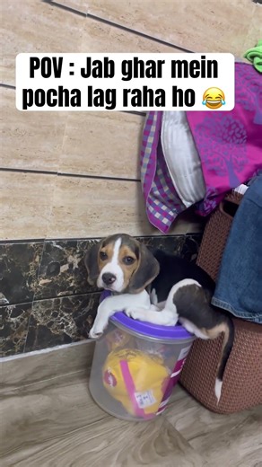 Mujhe bola hai ki zameen pe pair nahi rakhne #beagle #dogshorts #cutedog