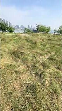 Train the small flying squirrel #Sugar glider# cute pet