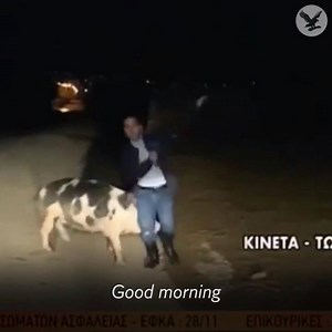 867K views · 841 reactions | TV reporter pursued relentlessly by a pig during live broadcast | The Independent | Facebook