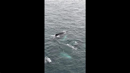 Humpback Whale Bubble Net