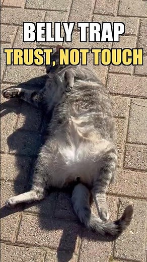Cat Belly Trap: Bristol Study Says Don't Pet