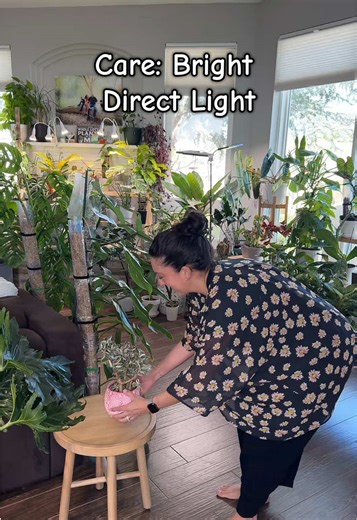 Bright direct light ☀️ doesn’t mean just putting them near a window. It means several hours of strong, unfiltered sunlight hitting the leaves directly. Think south or west-facing windowsills where shadows are sharp and dark! 🪴 #brightlight #IndoorPlants #PlantCareTips #HouseplantCommunity #planttok