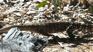 a tracking shot of a perentie lizard walking in the outback of australia