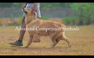 1.4K views · 1.3K reactions | Next dog trainers training course will start on April 10. Course fees: RS 35,000/ for more details, please whatsapp 9961310970 or visit our website www.saajansajicyriac.com | Saajan Saji Cyriac | Facebook