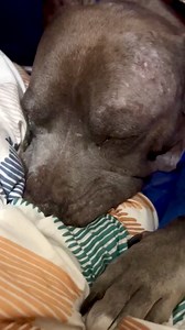 113K views · 8.6K reactions | Chance has become so comfy in his foster to adopt home that he has started suckling on his blankets. We think this is too cute and had to share. Chance’s skin is healing and his eyes are clearing up. He is no longer in any pain or neglect. Someone gave up on this old man and left him at the shelter for weeks. Their loss!! This is what rescue is all about. ❤️❤️❤️❤️ | Vegas Pet Rescue Project VPRP | Facebook