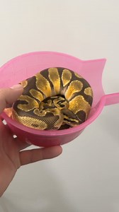 Sparkles The Bug Eyed Freak with her pink hamster house #ballpython #ballpythons #ballpythonmorphs #royal Python #ballpythonsofinstagram #python #pythons #snake #snakes #snek #reptile #reptiles #reptilesofinstagram #reptilelover #reptilekeeper #pet #pets #daily #instagram #tiktok #reels #cute #fun #happy #ballpythonsoftiktok #boise #idaho | Black Lake Reptiles