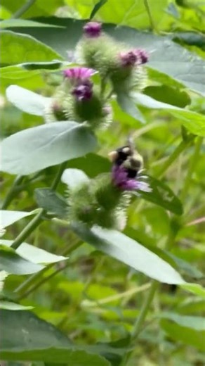 Bumblebee skips along with pockets full of pollen to a haunting Highland tune on purple thistle! 🎶