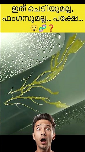 #jaidmeel #malai Brainless Slime Mold Solves Mazes & Builds Tokyo Rails