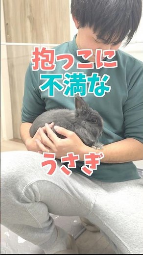絶対に抱っこされたくないウサギと抱っこしたい飼い主の攻防戦がこちら。 #rabbit #うさぎ #bunny #うさぎのいる暮らし #うさぎパパ #cuteanimals