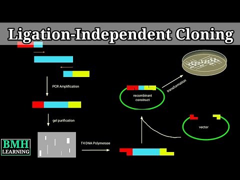 Ligation-Independent Cloning | LIC Cloning |