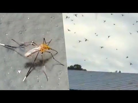 Monster Mosquitoes Plague North Carolina Following Hurricane Florence