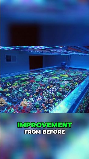 PH Matters! (in a SPS Reef Tank)