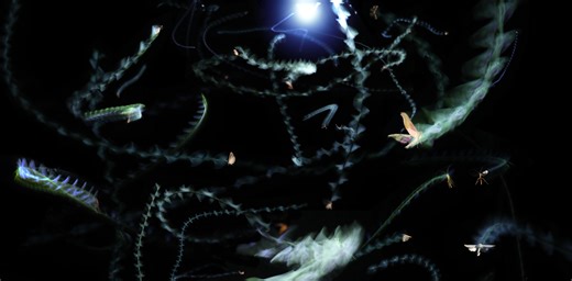 The surprising reason why insects circle lights at night: They lose track of the sky