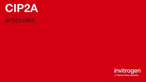 CIP2A antibodies from Thermo Fisher Scientific