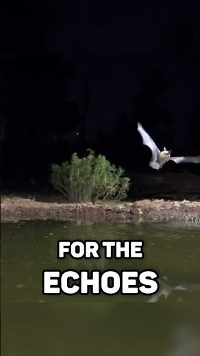 🦇 Learn All About Bats and How They Fly Almost Blind!