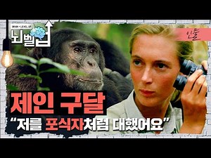 침팬지 친해지기 위해서 일생을 바친 제인 구달, 침팬지와 인간의 이야기│ 위대한 수업 │ 뇌벨업