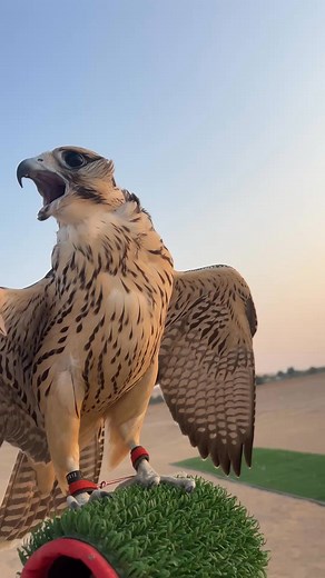 The fastest bird meets the fastest machine.” #FalconVsJet #SkyHunters #FalconShow #FalconFlight #FalconryWorld #ViralReel #FalconTraining #NatureReels #SkyChallenge #ExploreTheSky | Birds falconer