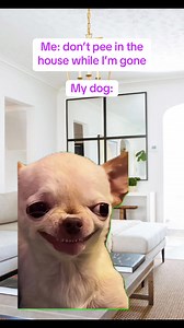 I SWEAR!! My dog pees everytime I leave the house. I have no clue how to stop it but oh well this video is funny #Dog #foryouシpage #foryoupagereels #funnyreelsvideo #fyp #funnymemes #dogsoftiktok #doglife #relationshipgoals | Mea Mea | Facebook