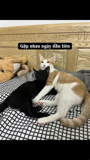 Ngày 1255 gặp nhau là đánh 😢😢. #moonngaomitngo #meocam #meoden #meodanhnhau