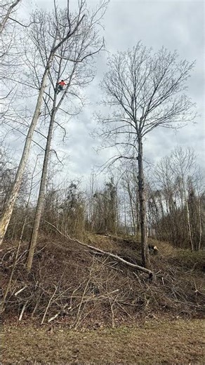 Asplundh tree experts region 443 Jackson KY