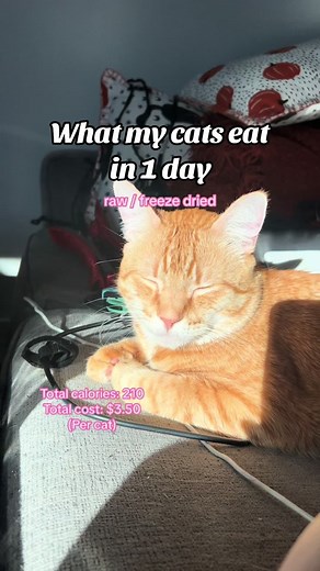 A Day in the Life of My Cats: Raw and Freeze Dried Meals